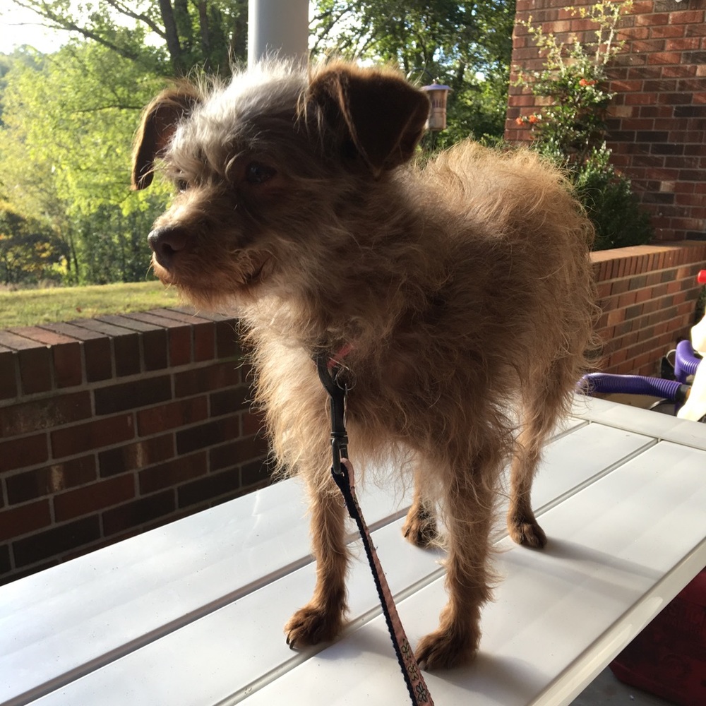 Meet your Posher, Daisy